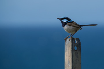 Splendid Fairy-wren