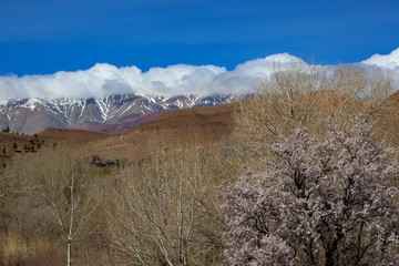 アトラス山脈とアーモンドの花