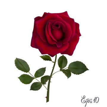 Beautiful red rose Isolated on white background.