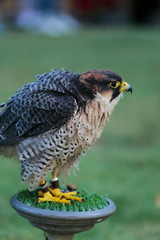 falco lanario uccello rapace