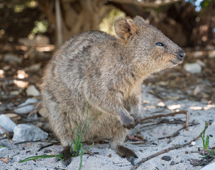 Quokka, Setonix brachyurus, image was taken on Rottnest Island, Western Australia