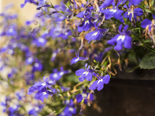 Fototapeta premium small blue flowers