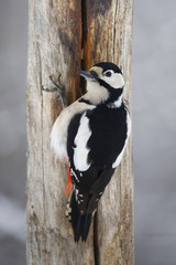 Picchio rosso maggiore femmina sotto nevicata (Dendrocopos major)