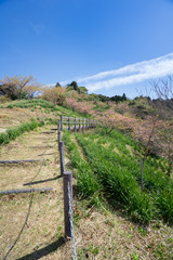 Naklejka premium 満開の河津桜