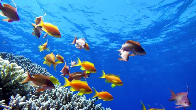 Coral reef and beautiful fish.  Underwater life in the ocean.
