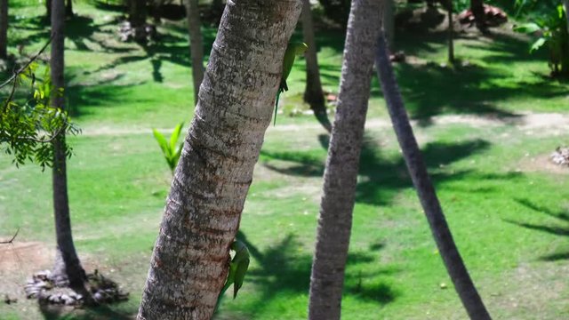 Two ringet parakeet are sitting next to two hollows and synchronosly look inside