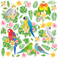 Fototapeta premium Vector parrot illustration. Tropical bird isolated