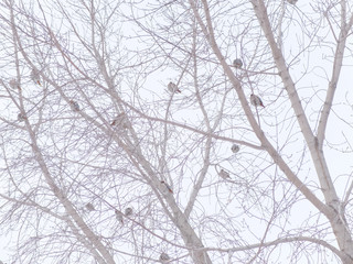 Fototapeta na wymiar Стая свиристелей на ветках деревьев ранней весной