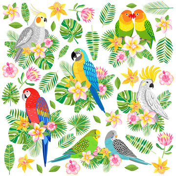Vector parrot illustration. Tropical bird isolated