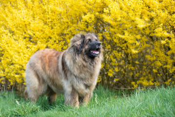 Leonberger Dog