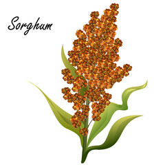 Sorghum (gaoliang, durra, milo, hegari, jowari, Sorghum bicolor). Hand drawn realistic vector illustration of green sorghum plant with brown seeds isolated on white background. - obrazy, fototapety, plakaty