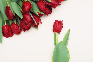 One Red Tulip Isolated on a White Background with Copy space for Text. Spring Greeting Image.
