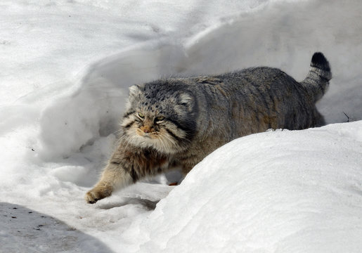 Manul cat (Felis cat) in winter