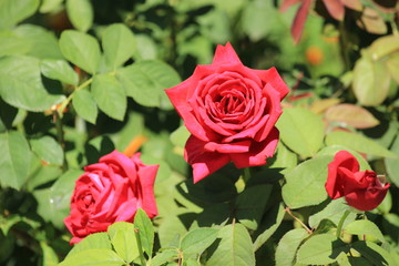 roses on a background green leaves