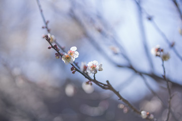 白梅