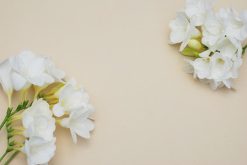 White Freesia Bunch of Flowers Isoalted on Ivory Neutral Background with Copy Space. Top View. Summer, Spring, Wedding Flowers.
