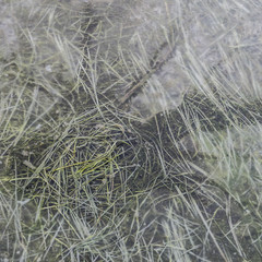Intimate landscape image of grass frozen in flooded meadow