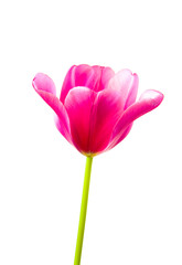 Beautiful tulip on a white background.