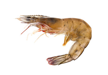 Fresh raw seafood shrimp isolated on white background