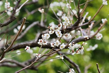White colored ume blossom 
