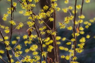 Witch hazel (hamamelis mollis)