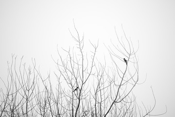 tree and birds