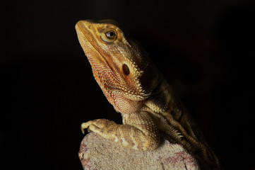 Bearded Dragon lizard perched on a rock, isolated on black backg
