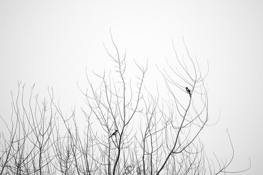 tree and birds