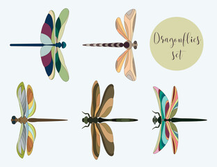 Set of silhouettes of dragonflies - 195713134