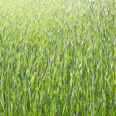 Green grass background