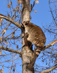 Raccoon (Procyon lotor) climbs tall tree larch