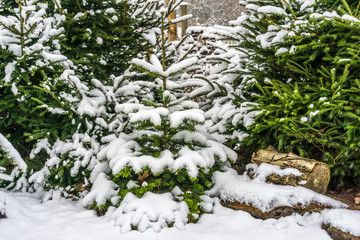 a small Nordmann fir covered with snow