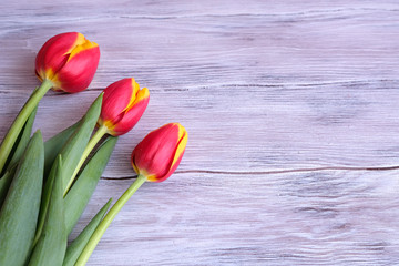 Three colored tulips on a wooden table