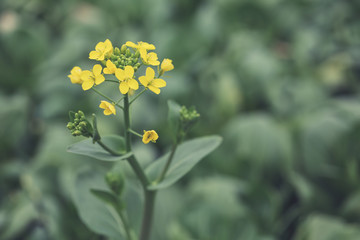 Yellow Rapeseed flower against green field