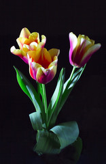 tulips on a black background