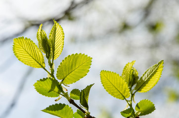 Fototapeta na wymiar Green leaves on a tree
