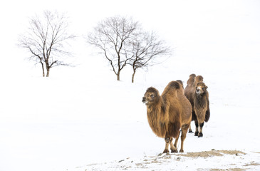 Chameaux de Bactriane marchant dans un paysage hivernal du nord de la Mongolie