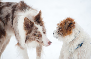 Cute border collie meets jack russel terrier