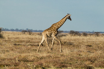 Laufende Giraffe im Etosha Nationalpark