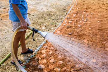 Gardeners are watering in coconut Perfume plantations for Breeds