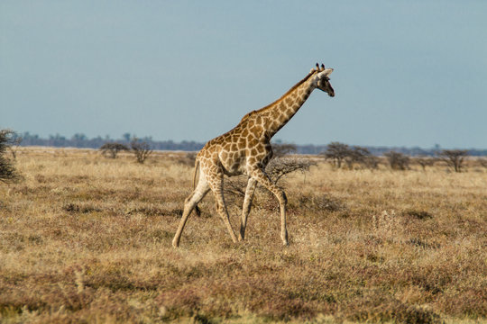 Laufende Giraffe im Etosha Nationalpark