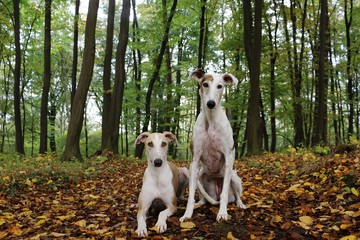 zwei hübsche windhunde im herbstwald
