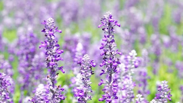 HD super slow beautiful lavender flower bee background	