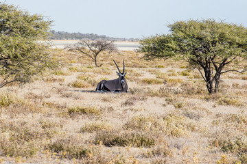 Oryx im Schatten
