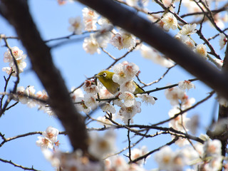 white-eyes sparrow in plum blossom / 白梅とメジロ