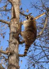 Raccoon (Procyon lotor) on larch