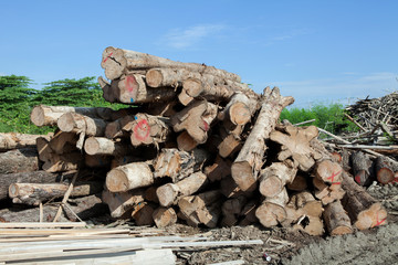 Stack of teak wood log