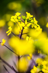Detail of flowering rapeseed