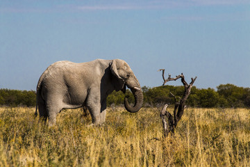 Elefant beim Essen im Etosha park