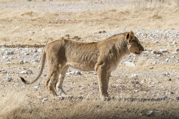 Löwe in Namibia